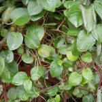 Tanaman Obat Kolesterol Tanaman Obat Kolesterol