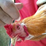 Cara Mengobati Ayam Sakit