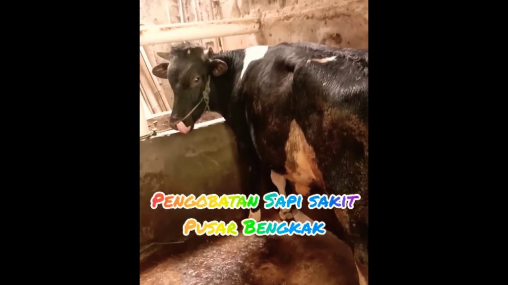 Cara Mengobati Pusar Sakit Cara Mengobati Pusar Sakit