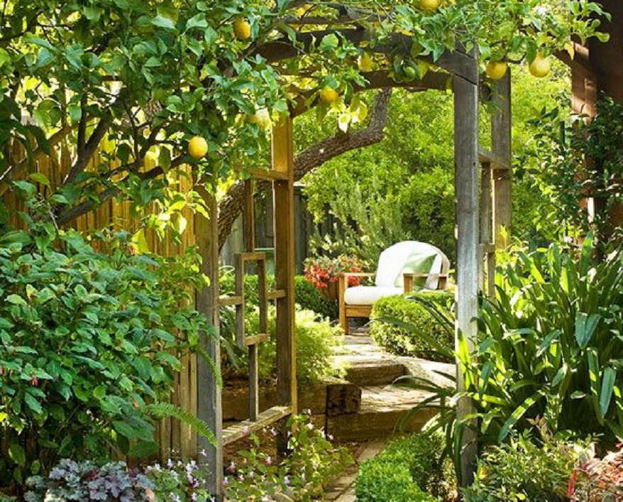 Desain Kebun Buah Belakang Rumah