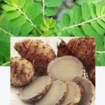 Pengertian Tanaman Obat