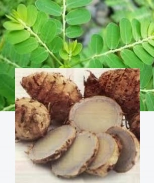 Pengertian Tanaman Obat Pengertian Tanaman Obat