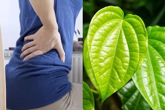 Cara Mengobati Sakit Pinggang Dengan Daun Sirih Cara Mengobati Sakit Pinggang Dengan Daun Sirih