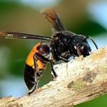 Obat Disengat Tawon Ndas