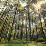 Wisata Hutan Pinus Bogor
