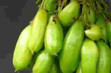 Tanaman Yang Memiliki Khasiat Obat Disebut Tanaman