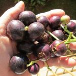 Tanaman Obat Yang Dimanfaatkan Bunganya Adalah