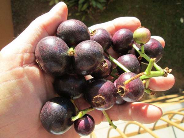 Tanaman Obat Yang Dimanfaatkan Bunganya Adalah