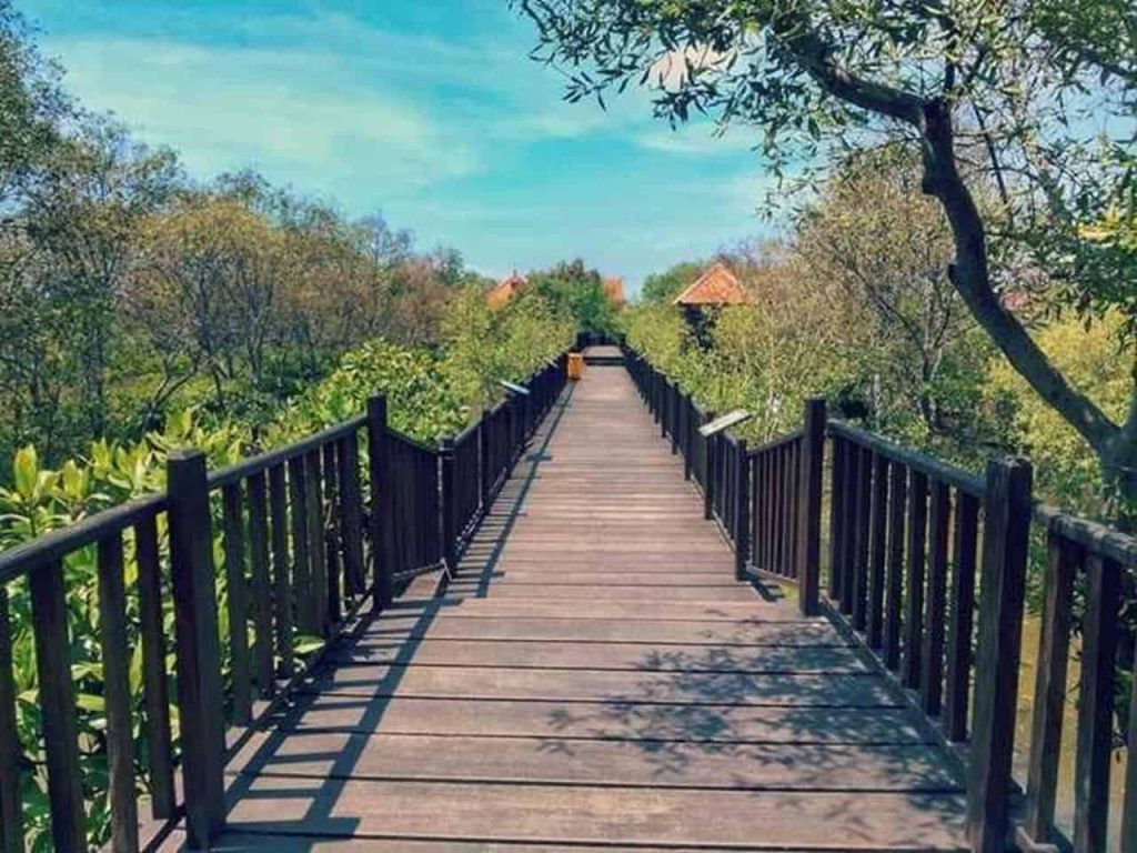 Wisata Hutan Mangrove Surabaya