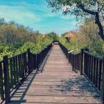 Wisata Hutan Mangrove Surabaya