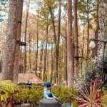 Wisata Hutan Pinus Malang Wisata Hutan Pinus Malang