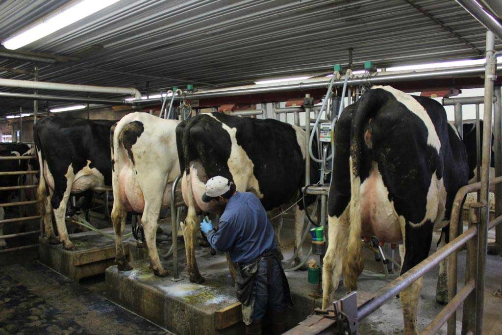 Bisnis Usaha Ternak Yang Menjanjikan Bisnis Usaha Ternak Yang Menjanjikan