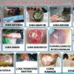 Obat Luka Robek Biar Cepat Kering