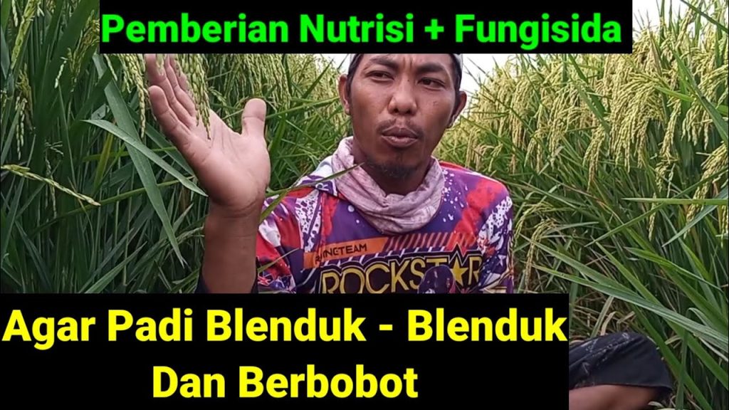 Obat Agar Padi Berbobot Obat Agar Padi Berbobot