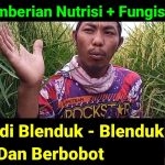 Obat Agar Padi Berbobot Obat Agar Padi Berbobot