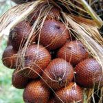 Obat Mencret Alami Untuk Bayi