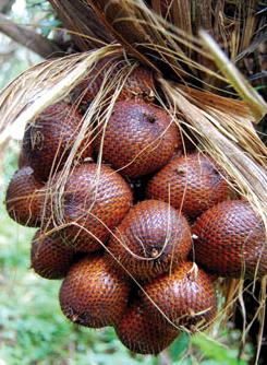 Obat Mencret Alami Untuk Bayi Obat Mencret Alami Untuk Bayi