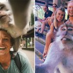 Wisata Monyet Di Bali